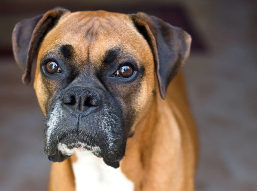 Boxer