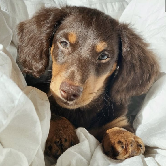 Brown Dog Names Brown Dog Names