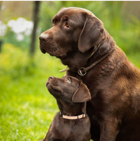 Brown Male Dogs Name Brown Male Dogs Name