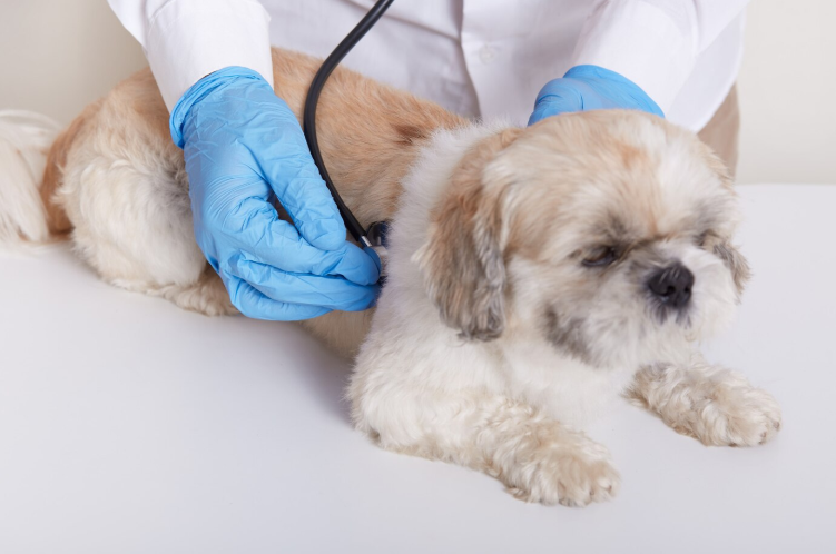Does Pet Insurance Cover Medication Does Pet Insurance Cover Medication