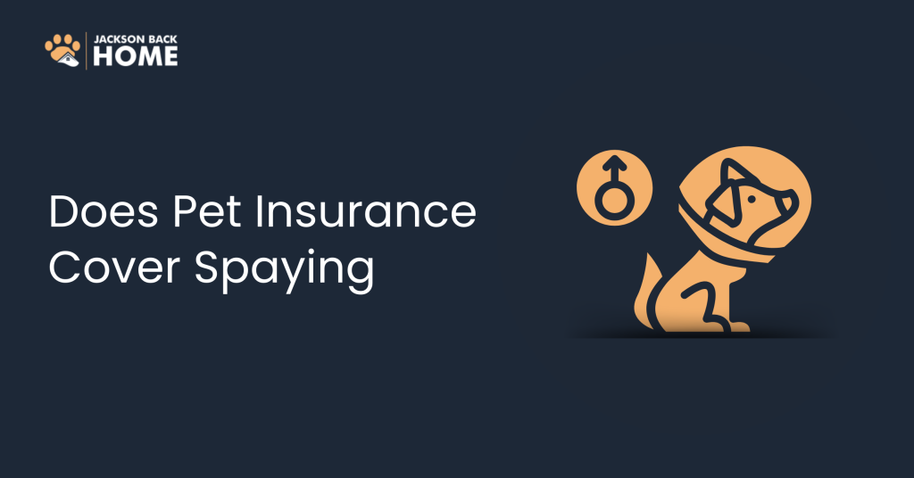 Does Pet Insurance Cover Spaying