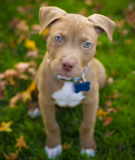 Light brown dog names Light brown dog names