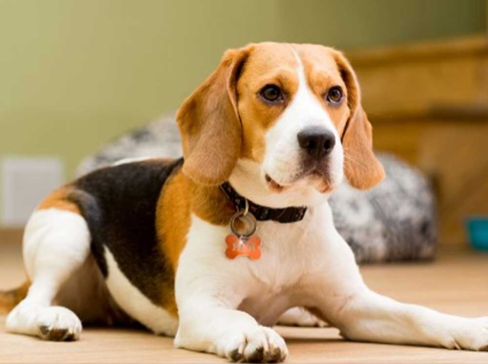 Beagle The Top Most Famous Dog Breeds Beagle The Top Most Famous Dog Breeds