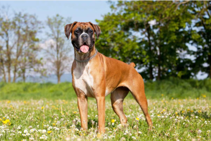 Boxer Boxer