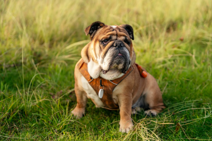 Bulldog The Top Most Famous Dog Breeds Bulldog The Top Most Famous Dog Breeds