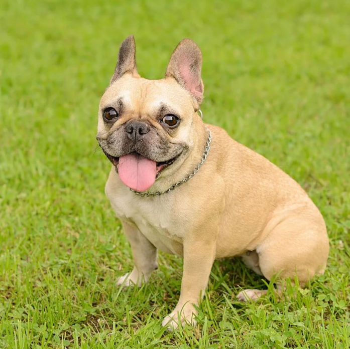 French Bulldog The Top Most Famous Dog Breeds French Bulldog The Top Most Famous Dog Breeds