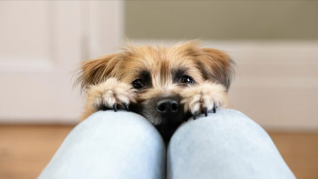 Funny Small Dog Names Funny Small Dog Names