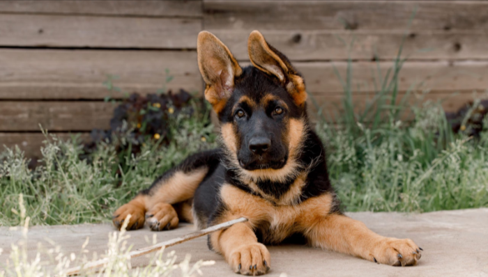 German Shepherd The Top Most Famous Dog Breeds German Shepherd The Top Most Famous Dog Breeds