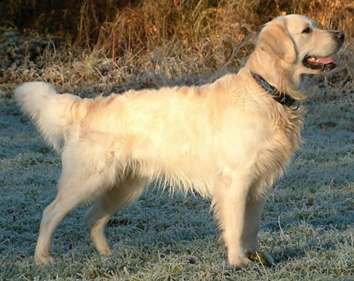 Golden Retriever The Top Most Famous Dog Breeds Golden Retriever The Top Most Famous Dog Breeds