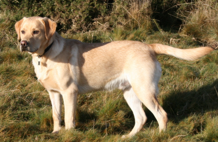 Labrador Retriever The Top Most Famous Dog Breeds Labrador Retriever The Top Most Famous Dog Breeds