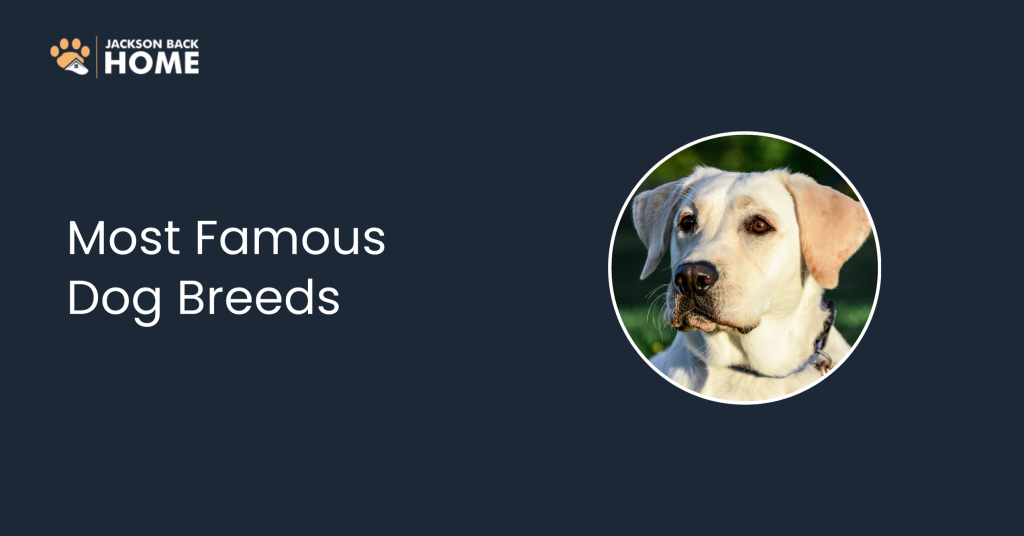 Most Famous Dog Breeds