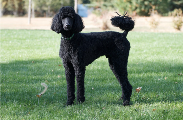 Poodle The Top Most Famous Dog Breeds Poodle The Top Most Famous Dog Breeds