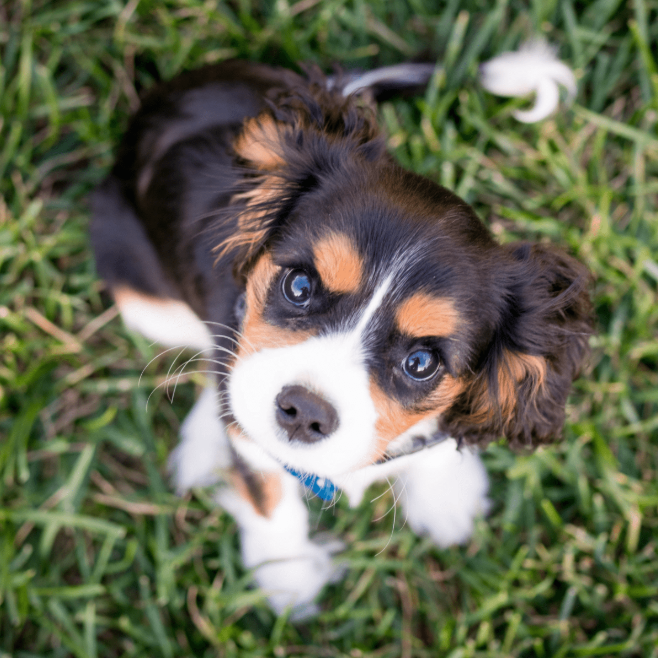 Top 10 Cute Small Dog Names Top 10 Cute Small Dog Names