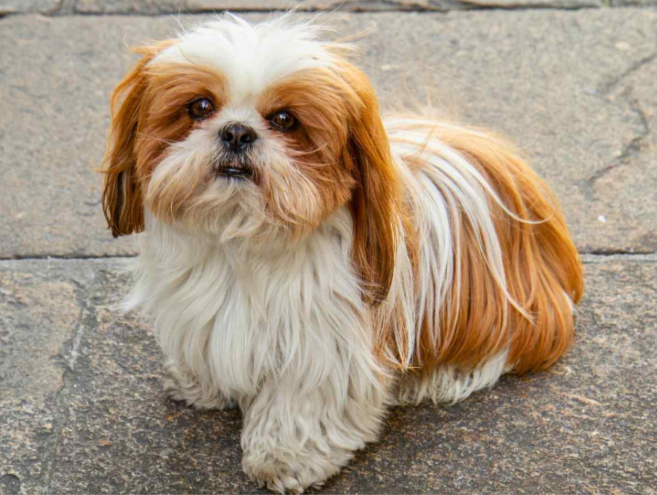Top 10 Small Dog Names for Boy Top 10 Small Dog Names for Boy