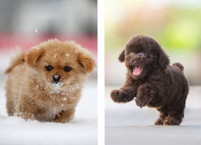 Top 10 Small Dog Names for Girl Top 10 Small Dog Names for Girl