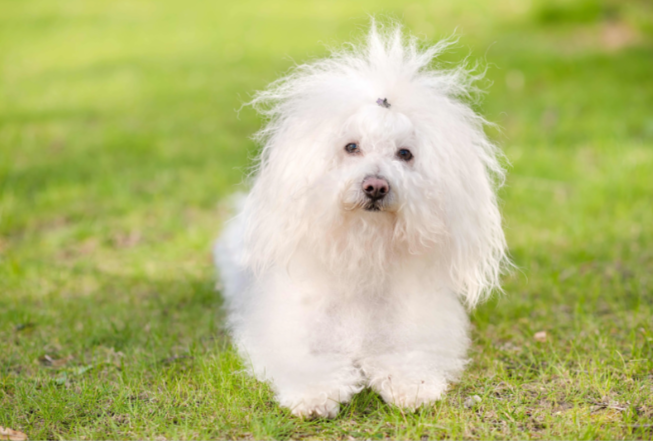 Top 10 Unique Small Dog Names Top 10 Unique Small Dog Names