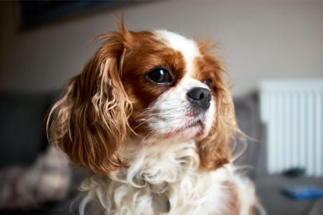 Top 100 Small Dog Names Top 100 Small Dog Names