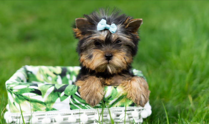 Yorkshire Terrier Yorkshire Terrier