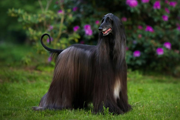 Afghan Hound Afghan Hound