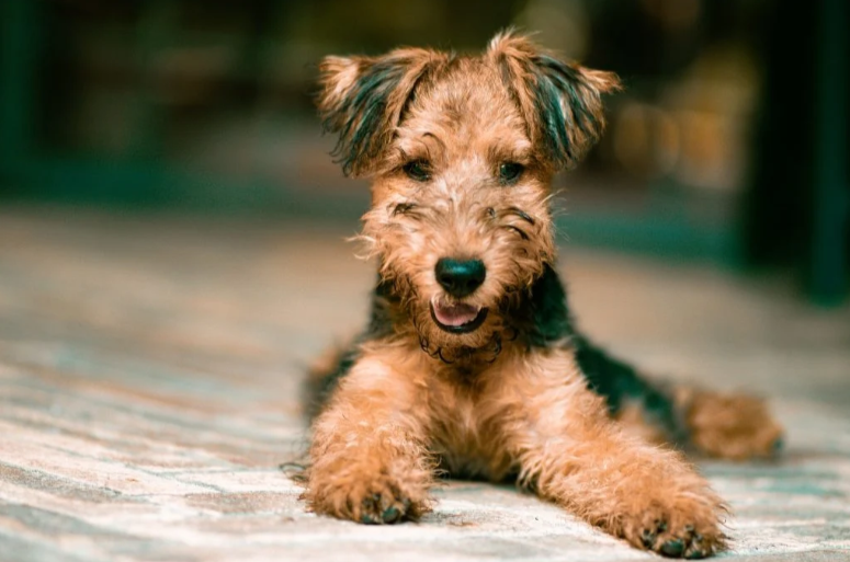 Airedale Terrier Airedale Terrier