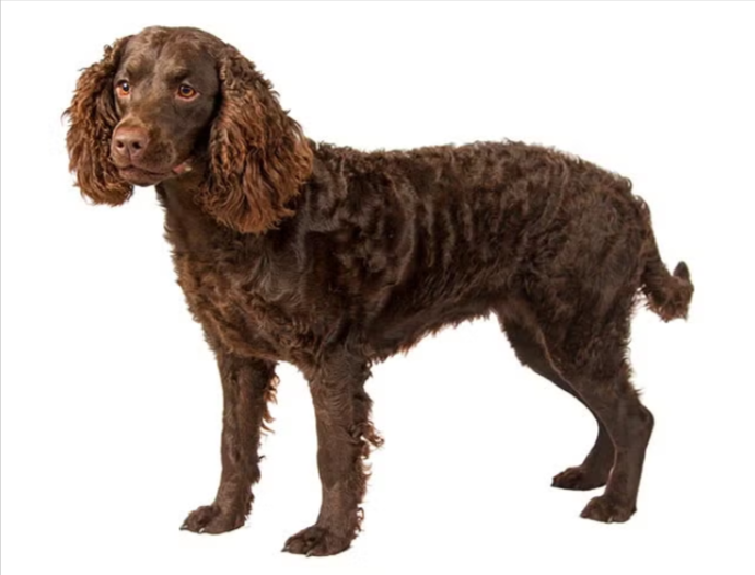 American Water Spaniel American Water Spaniel