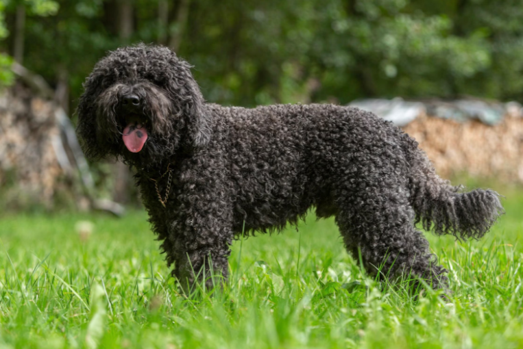 Barbet Barbet