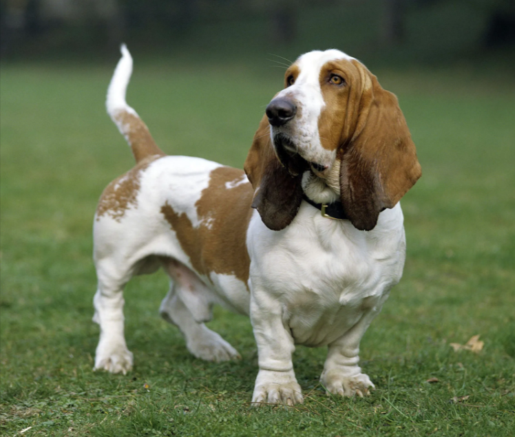 Basset Hound Basset Hound