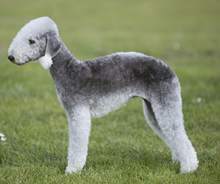 Bedlington Terrier Bedlington Terrier