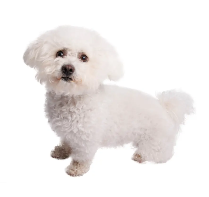 Bichon Frise Bichon Frise
