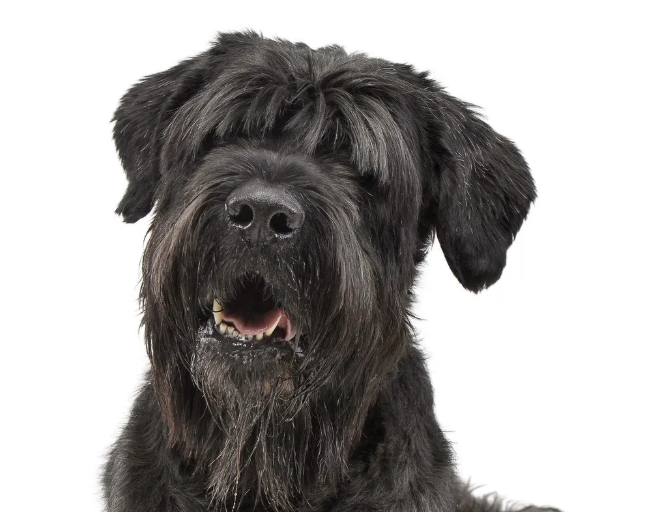 Black Russian Terrier Black Russian Terrier