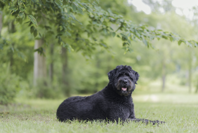 Bouvier des Flandres Bouvier des Flandres
