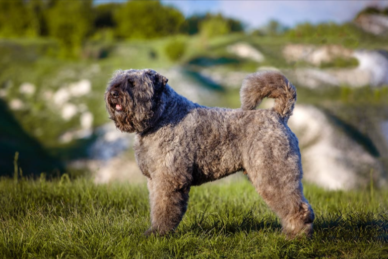 Bouvier des Flandres Bouvier des Flandres