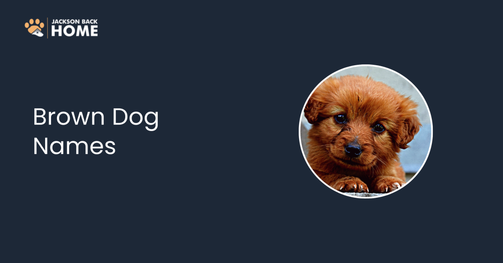 Brown Dog Names