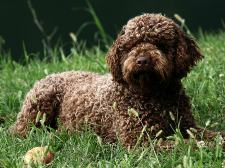 Brown curly-haired breeds Brown curly-haired breeds