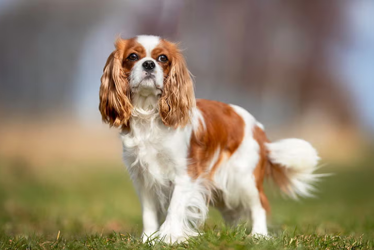 Cavalier King Charles Spaniel Cavalier King Charles Spaniel