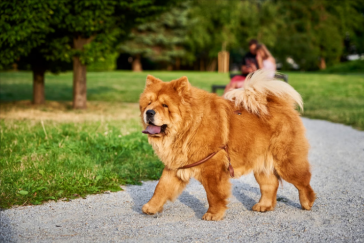 Chow Chow Chow Chow
