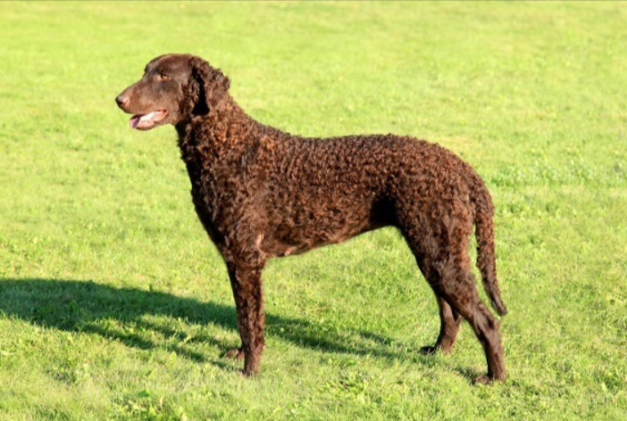 Curly-Coated Retriever Curly-Coated Retriever