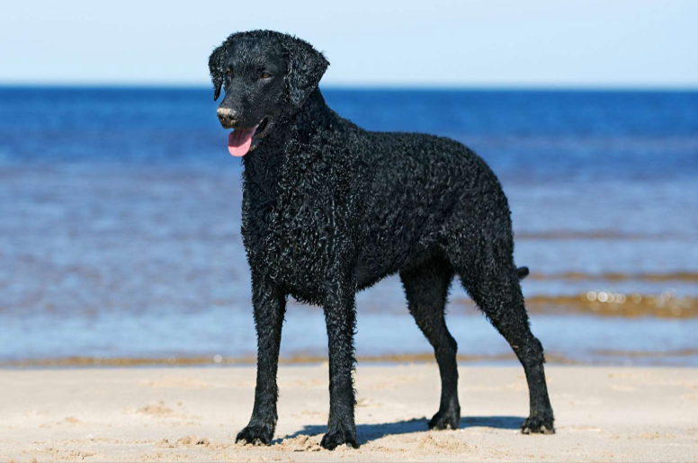 Curly-Coated Retriever Curly-Coated Retriever