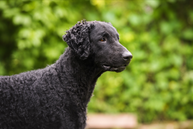 Curly-Coated Retriever Curly-Coated Retriever