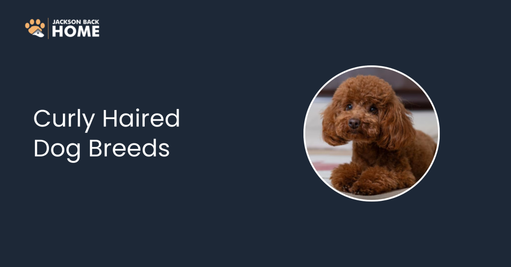Curly Haired Dog Breeds