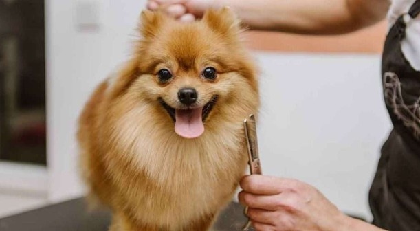 Grooming Tips Grooming Tips