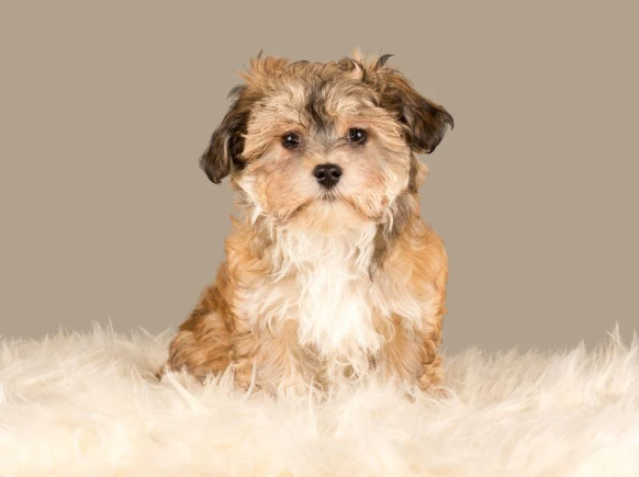 Havanese Havanese