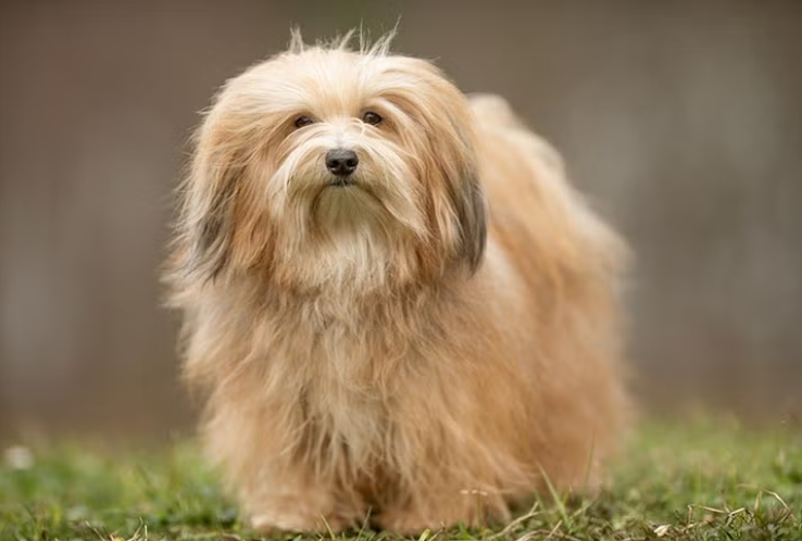 Havanese Havanese
