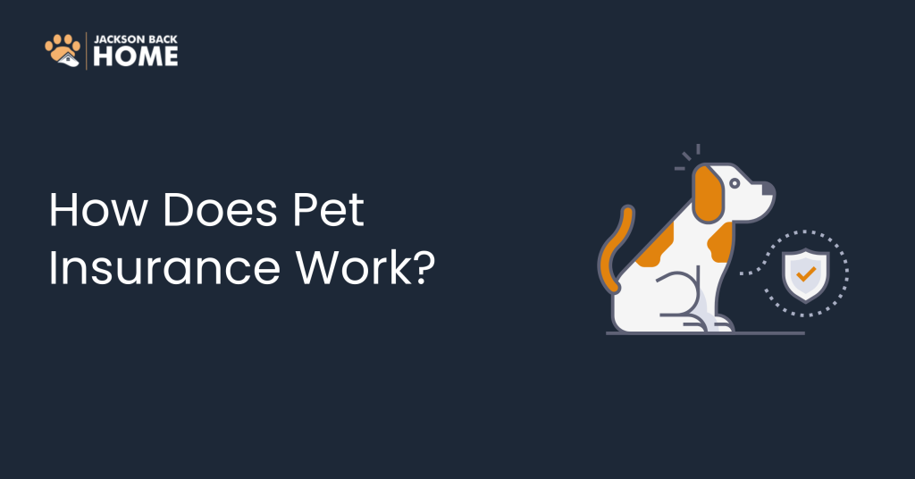 How Does Pet Insurance Work