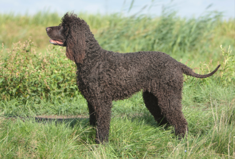 Irish Water Spaniel Irish Water Spaniel