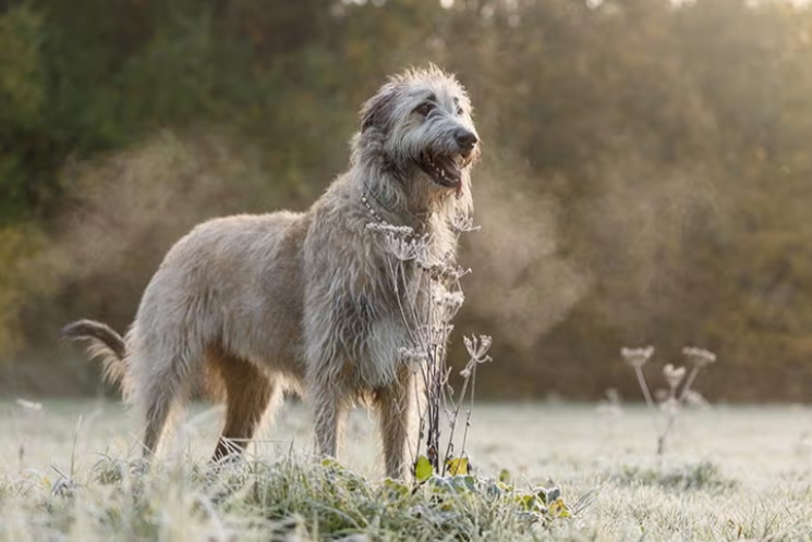 Irish Wolfhound Irish Wolfhound