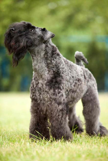 Kerry Blue Terrier Kerry Blue Terrier