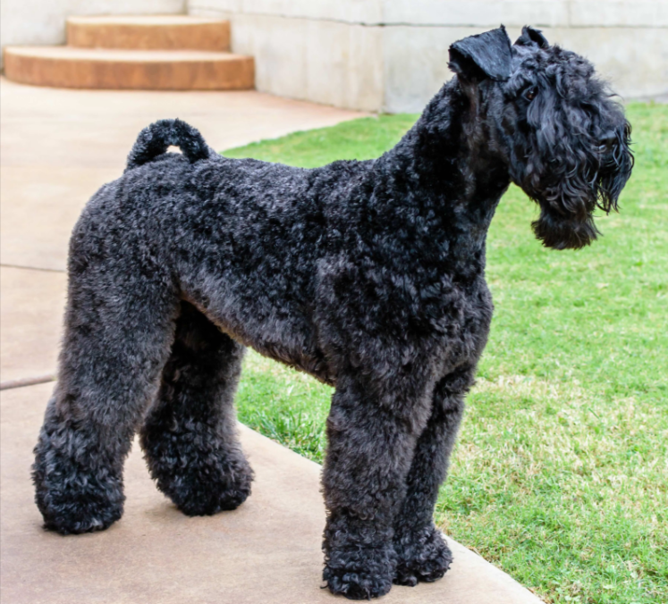 Kerry Blue Terrier Kerry Blue Terrier