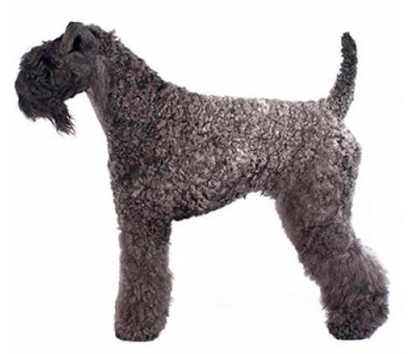 Kerry Blue Terrier Kerry Blue Terrier