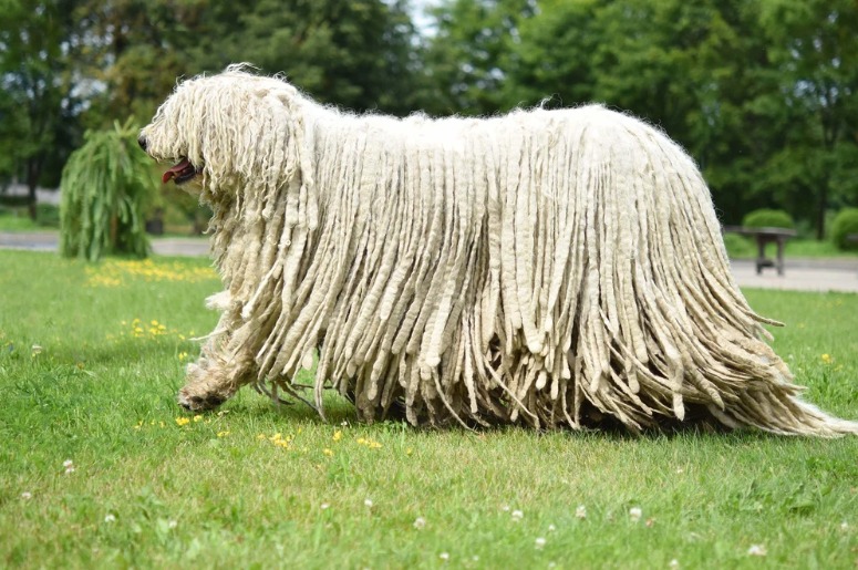 Komondor Komondor
